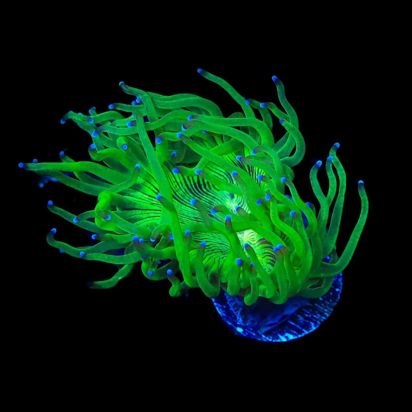 Blue Tip Elegance Coral - Premium Saltwater Aquarium Coral for Reef Tanks | Perfect for Marine Fish Tanks & Coral Displays