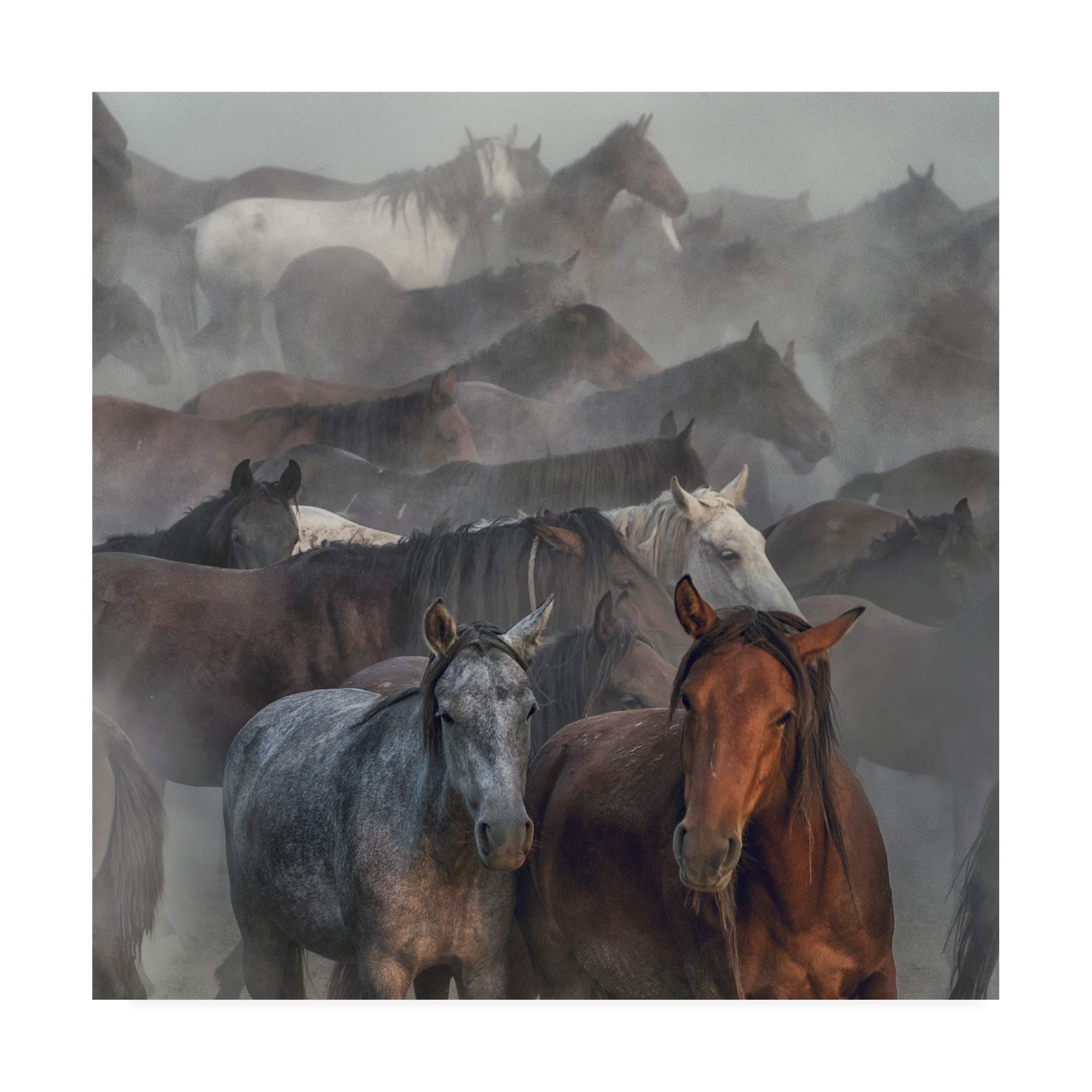 Trademark Fine Art - 18x18 Two Horses Fog by Huseyin Taskin - Stunning Wall Decor for Living Room, Bedroom & Office