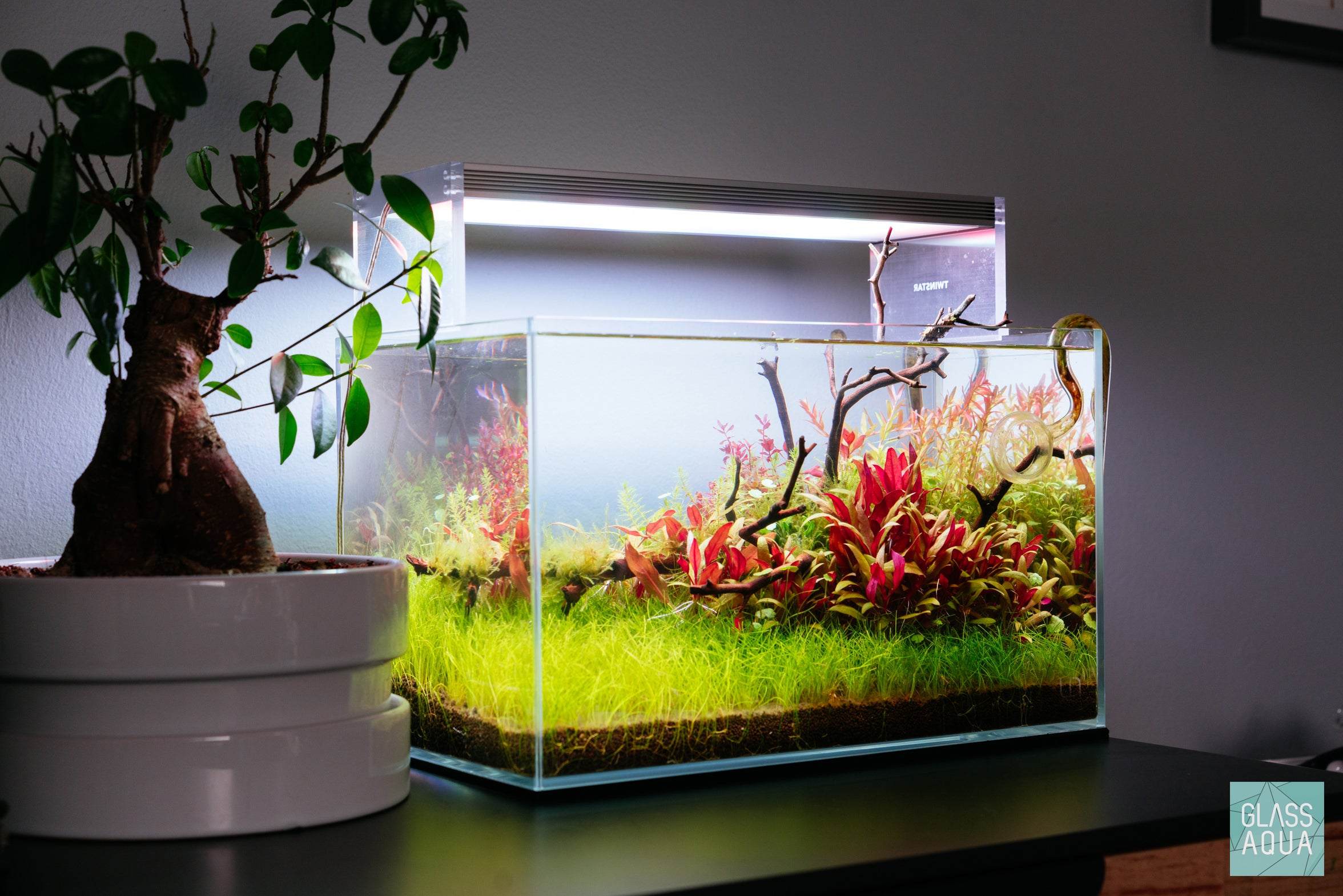 Natural Manzanita Wood Branches for Reptile Habitats, Bird Perches & Home Decor | Eco-Friendly, Durable & Safe for Pets