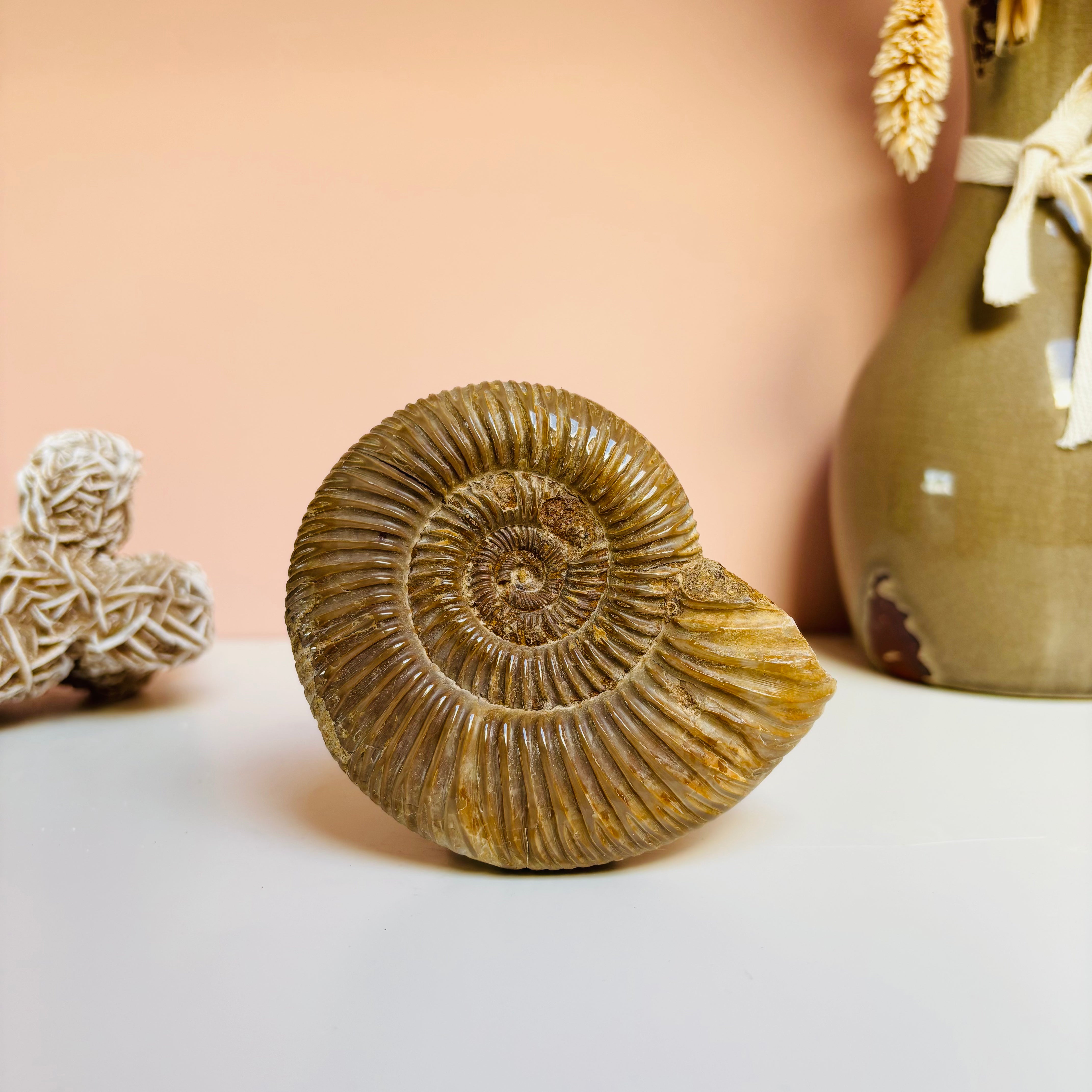 Large Ammonite Fossil - Authentic Natural Ammonite Specimen for Home Decor, Meditation & Healing Crystals | Perfect for Geology Collectors, Spiritual Gifts & Interior Design
