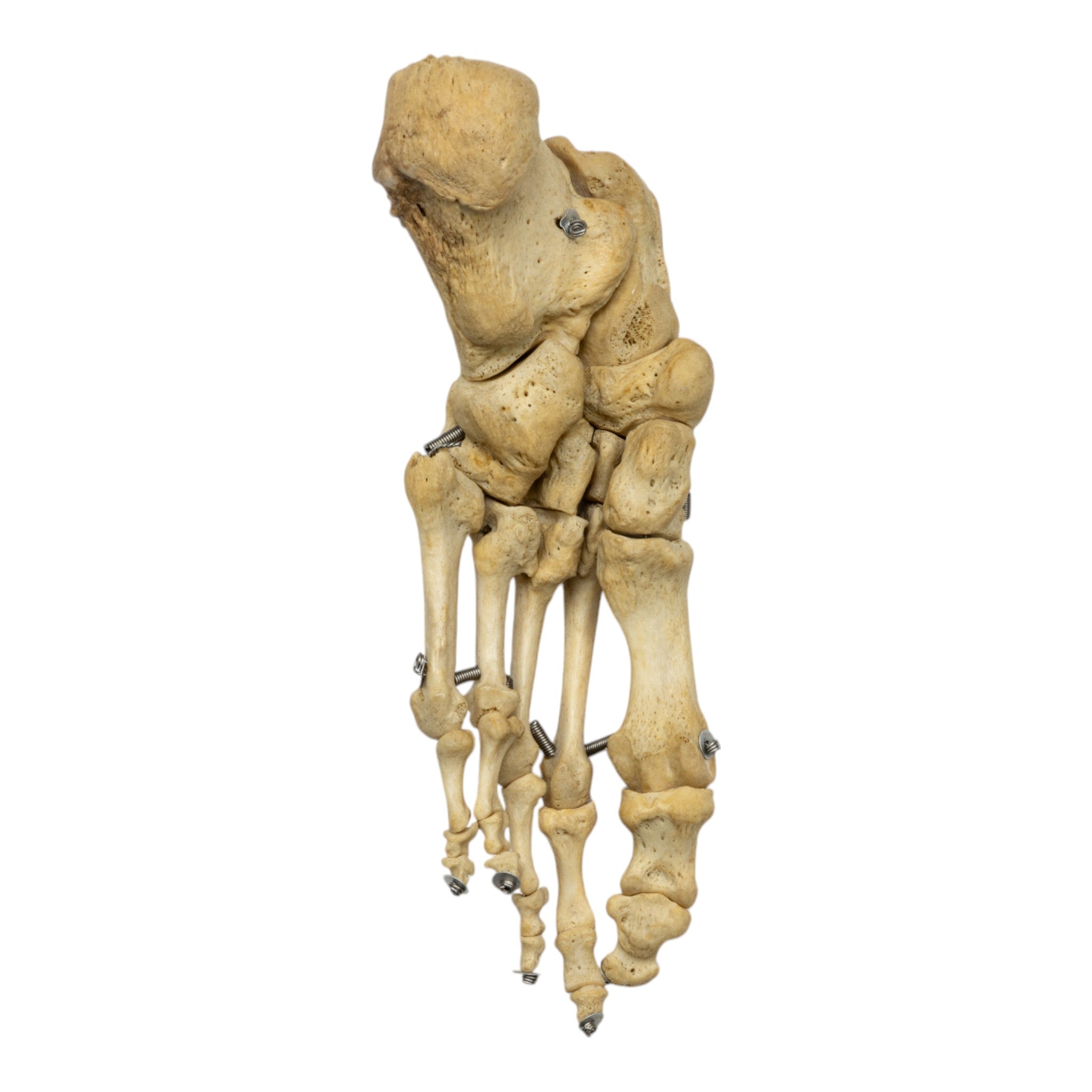 Realistic Human Left Foot Model - Articulated Anatomy for Medical Study & Art Reference | Perfect for Doctors, Students & Artists