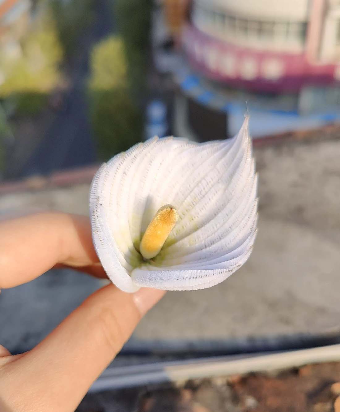 Elegant Calla Lily Silk Brooch - Handmade Floral Pin for Women (Peony Design) | Perfect for Weddings, Parties & Special Occasions