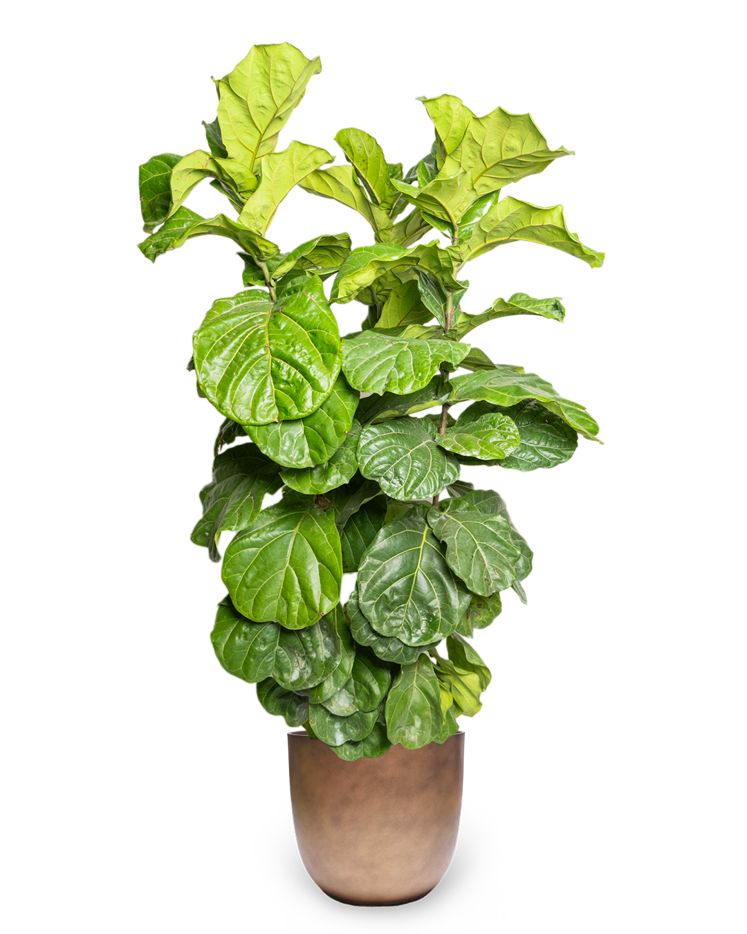 14 Inch Fiddle Leaf Fig Tree Potted Plant - Perfect for Home Decor, Office, and Indoor Gardening