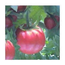 Organic Non-GMO Heirloom OG Eva Sfera Viola Tomato Seeds - 50 Count for Home Gardening & Sustainable Farming - Perfect for Fresh Salads, Sauces, and Canning