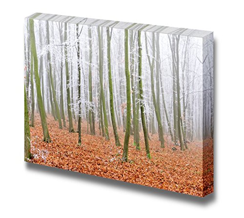 Forest With Fog