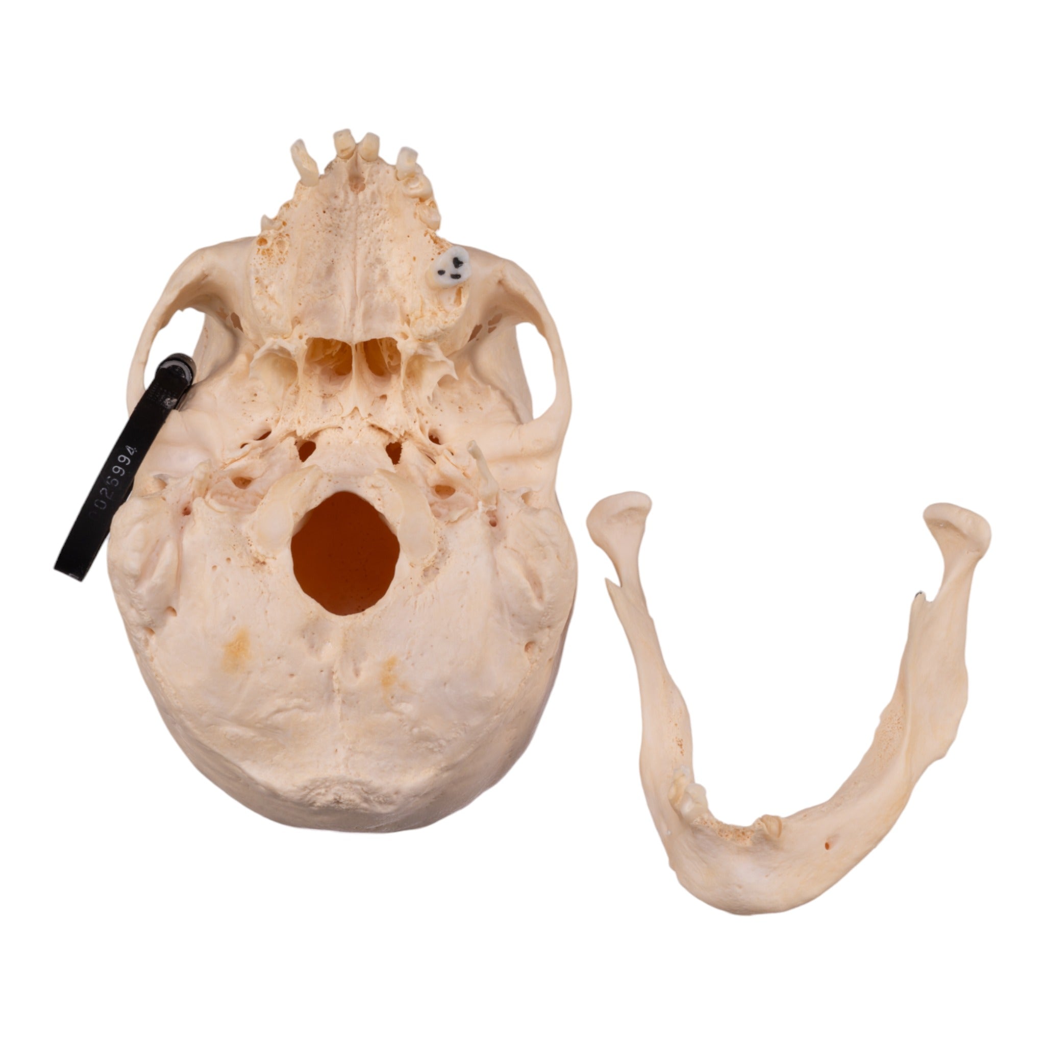Authentic Human Skull Model for Medical Research & Anatomy Study - Perfect for Medical Training, Classroom Education & Halloween Decor