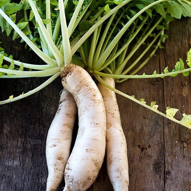 Japanese Minowase Daikon Radish Seeds - 5 Lbs Non-GMO Heirloom Vegetable Seeds for Fast Growing, Easy to Maintain Root Vegetables | Perfect for Container Gardening, Home Gardens & Fresh Salads