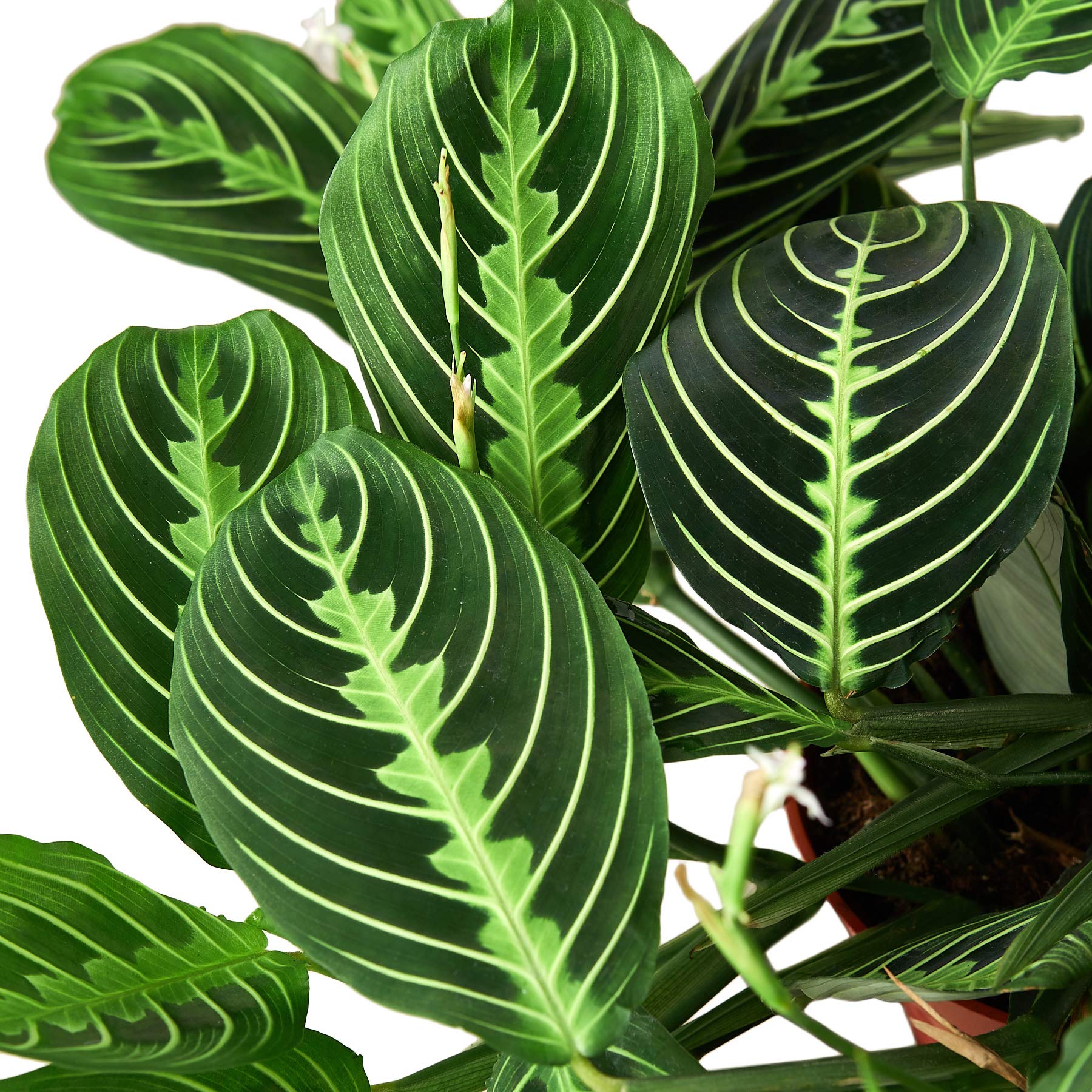 Maranta 'Lemon Lime' Prayer Plant - 4