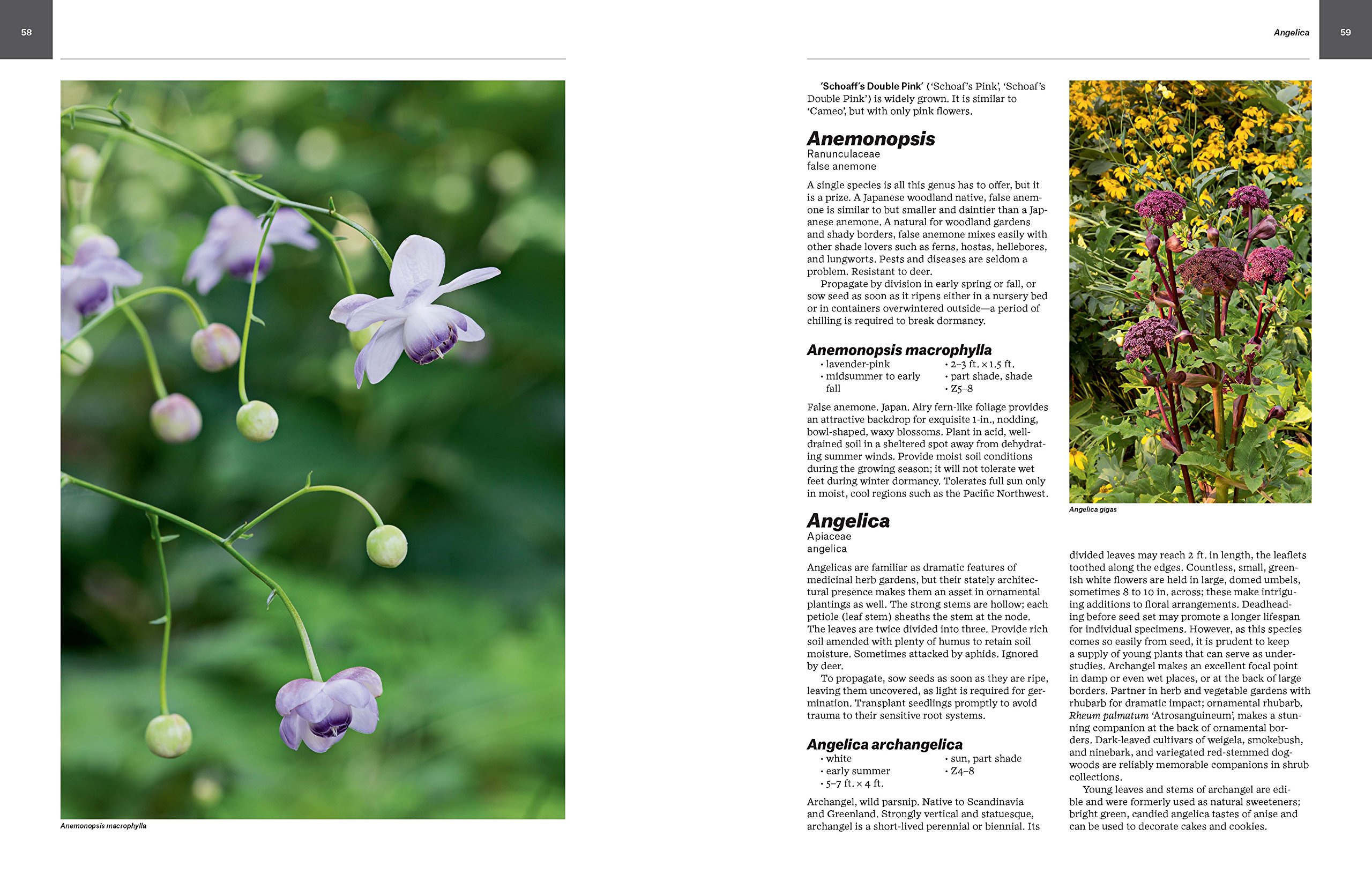 2700 Essential Perennials for Home Gardens | Complete Perennial Flower Guide | Perfect for Landscaping, Backyard Gardening & Outdoor Decor