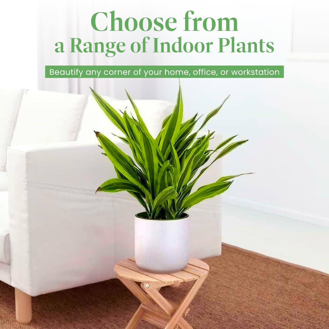 Dracaena Lemon Lime Live Plant - 3 Gallon Indoor/Outdoor Air Purifying Houseplant | Perfect for Home, Office & Garden Decor | American Plant Exchange