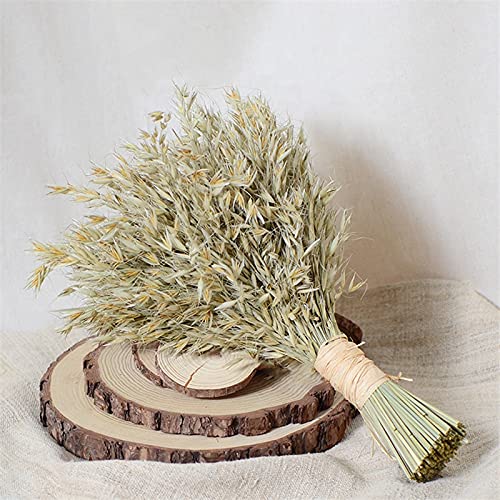 150pcs Natural Dried Oat Ear Bouquets - Rustic Dried Flower Arrangements for Wedding Centerpieces, Home Decor & Farmhouse Style Decorations