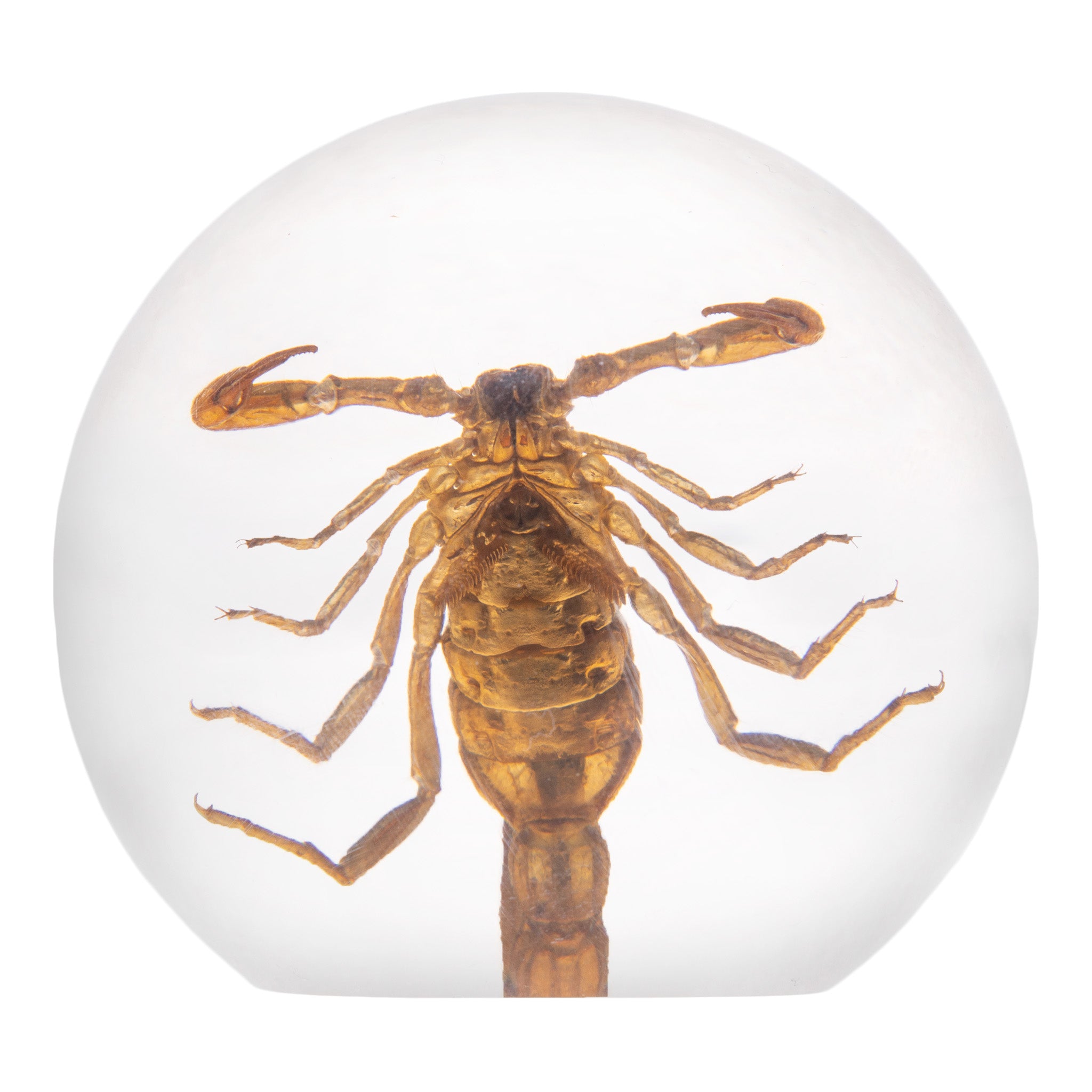 Real Golden Scorpion Encased in Clear Acrylic Sphere - Unique Collectible Display for Home Decor, Office Desk, or Science Classroom