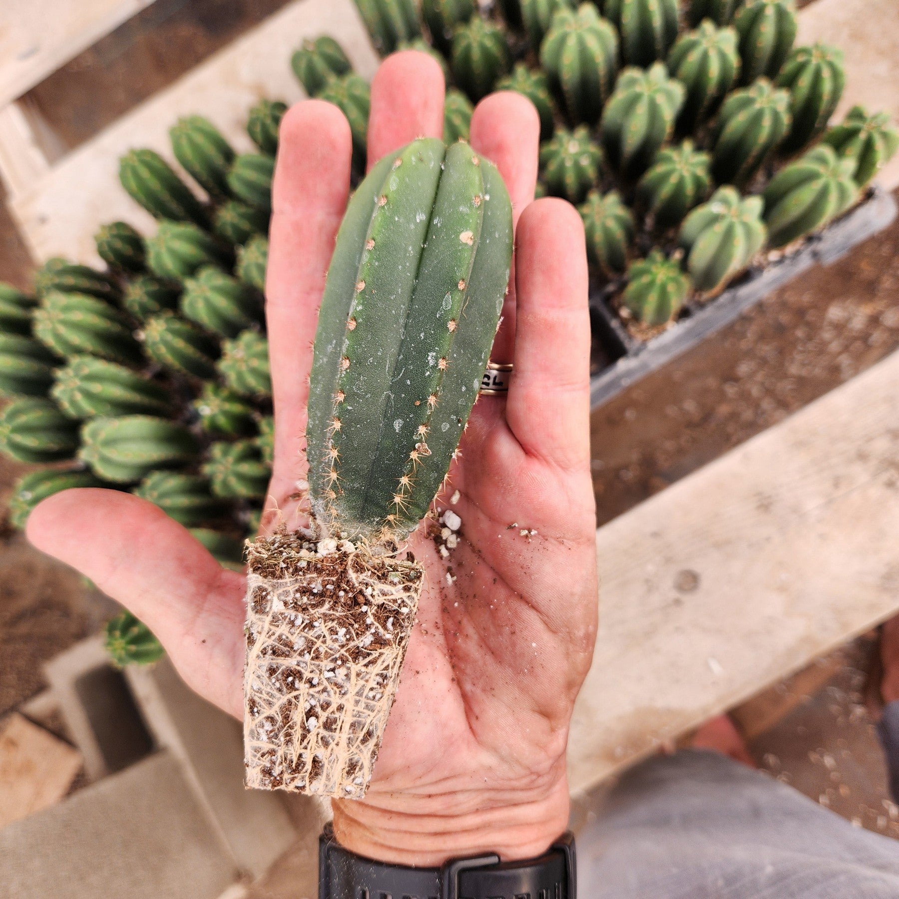 EC115 EXACT Trichocereus Hybrid Scopulicola Cactus (Scop Tudo Seedlings 3-4