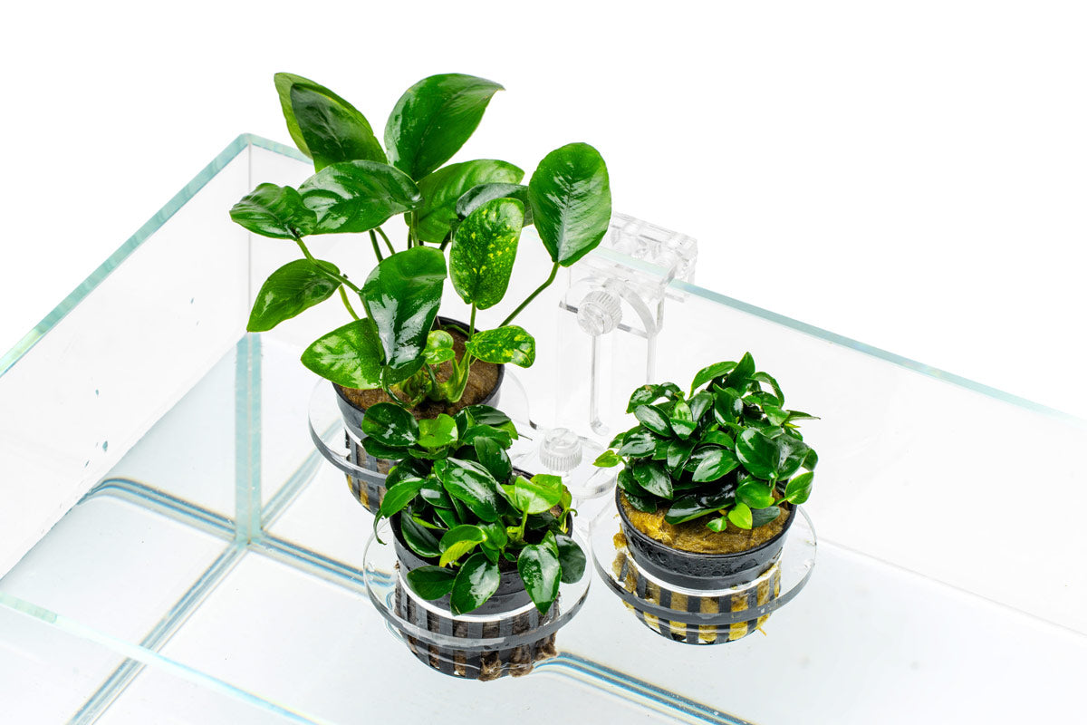 Ultum Nature Systems Hydro Pot Holder - Premium Plant Container for Hydroponics, Aquaponics & Indoor Gardening | Perfect for Herbs, Vegetables & Houseplants