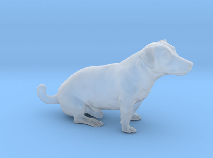 Jack Russell Terrier Dog - Adorable Small Breed Puppy for Active Families & Pet Lovers | Perfect for Home Companionship, Outdoor Adventures & Agility Training