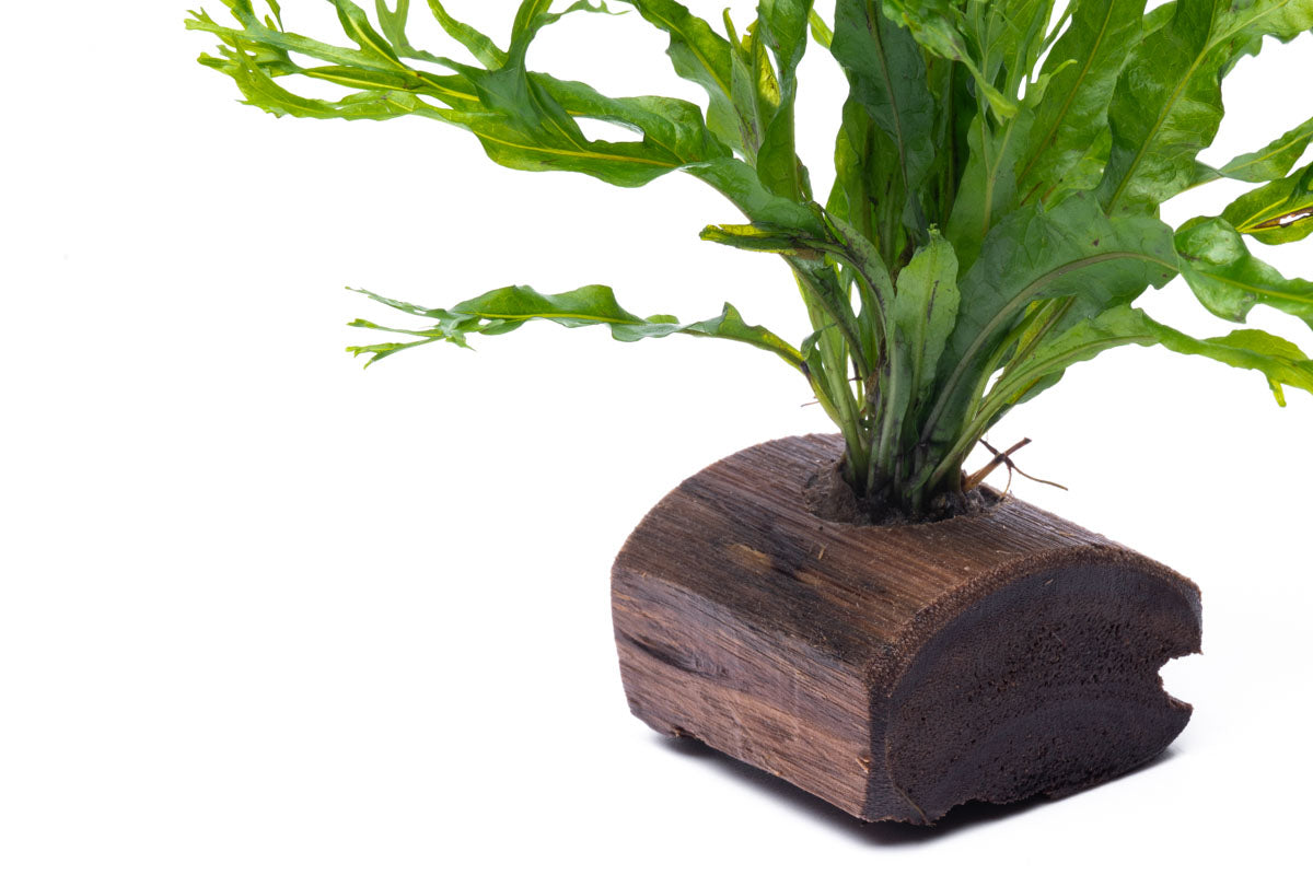 Microsorum Pteropus Windelov Java Fern on Driftwood - Perfect for Aquascaping & Tropical Fish Tanks