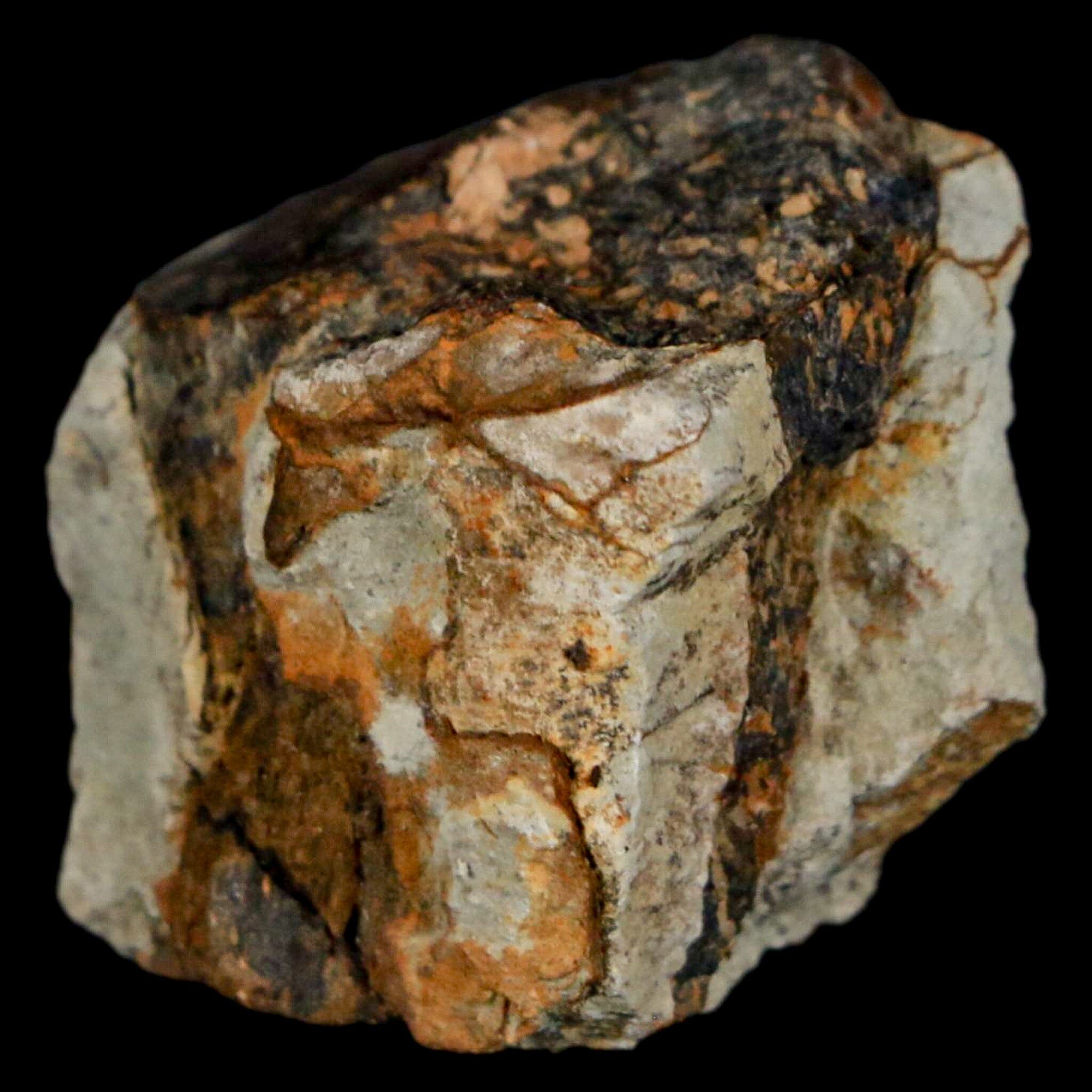 Authentic Stegosaurus Fossil Bone from Morrison Formation Wyoming - Jurassic Dinosaur Bone with COA - Perfect for Paleontology Collectors & Museum Displays