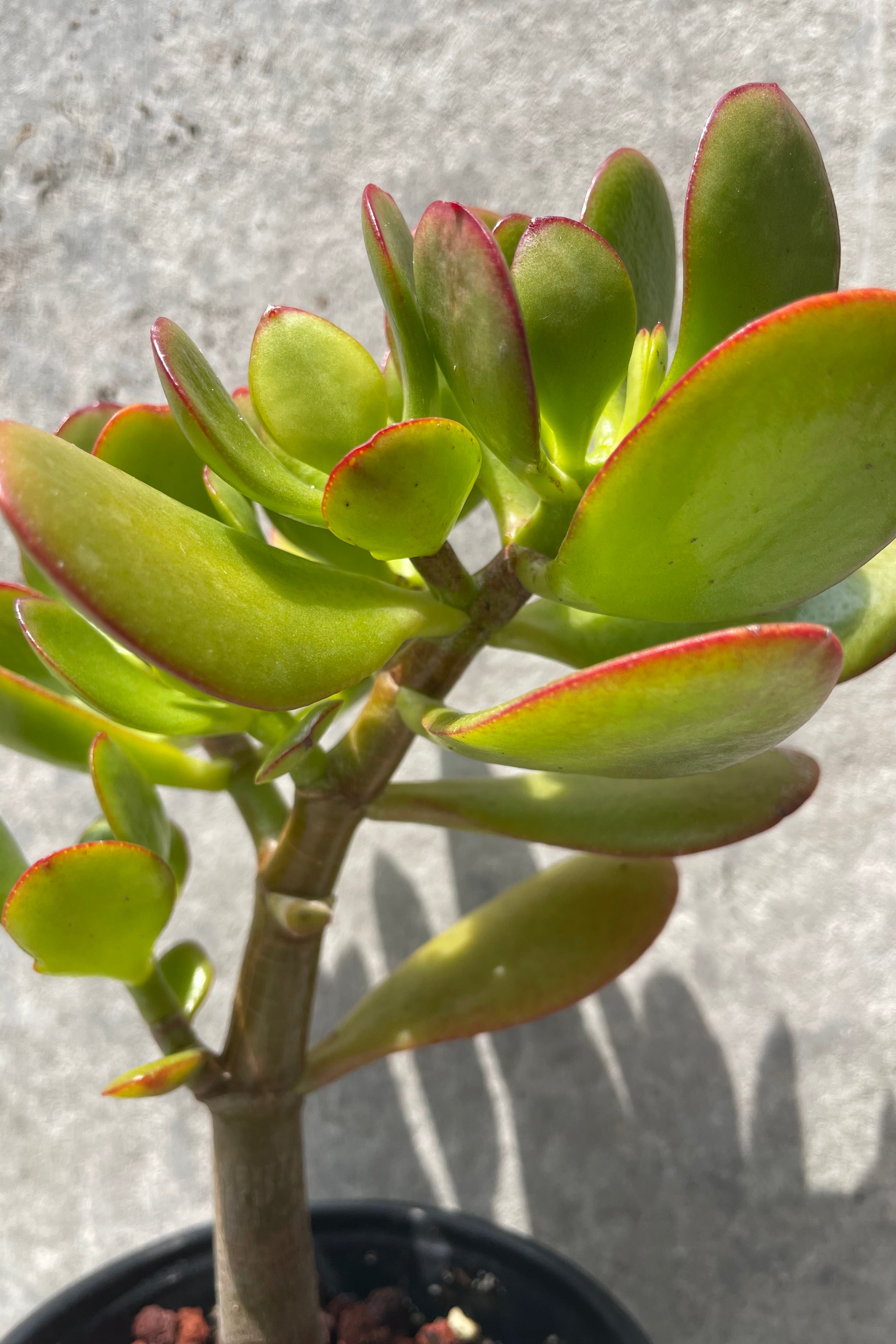 Crassula Ovata Jade Plant - 4