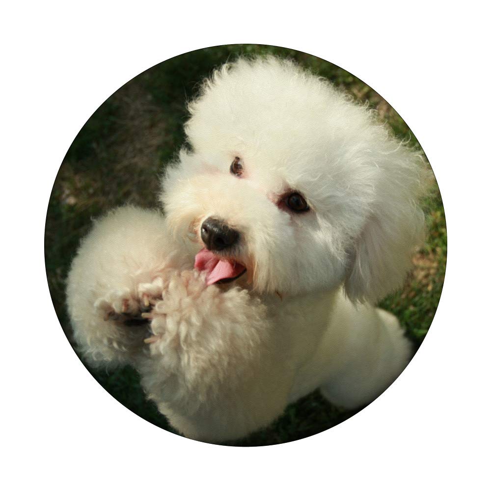 Bichon Frise Puppy for Sale - Adorable White Fluffy Small Dog Breed - Perfect for Families, Apartments & Therapy Pets