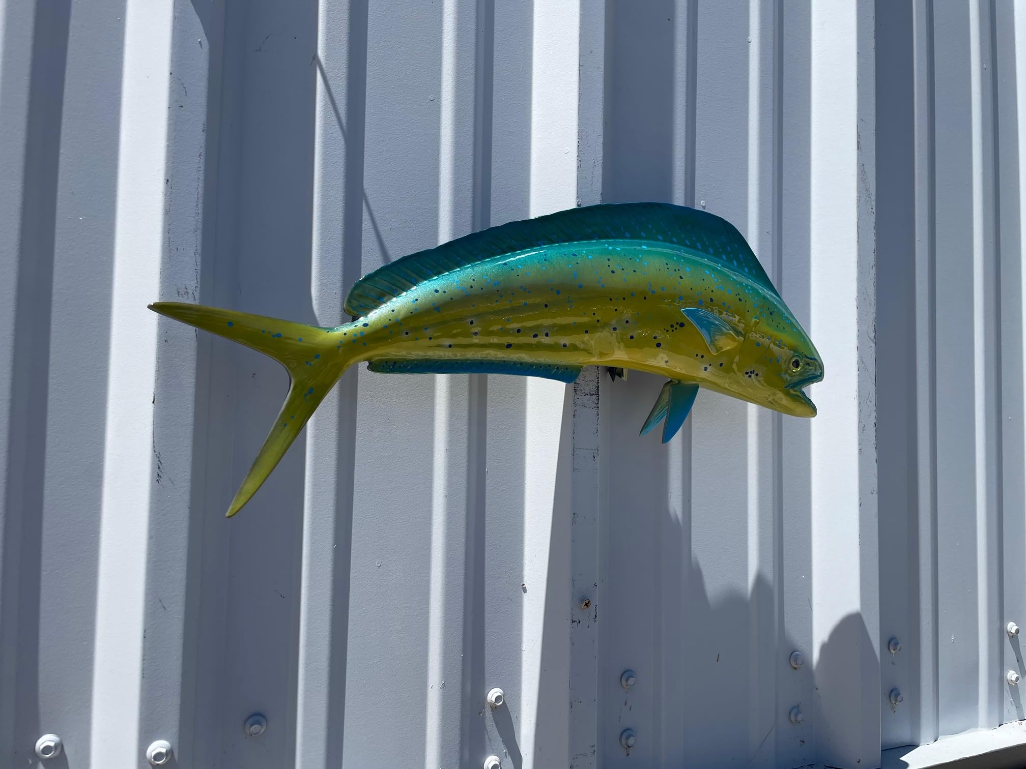 Bull Dolphin Two-Sided Wall Mount Fish Replica - Lifelike Fishing & Coastal Home Decor for Beach House, Nautical Theme Room, or Ocean Lover's Gift