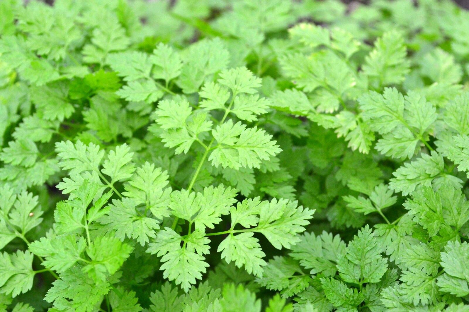 Cool Beans N Sprouts Chervil Seeds - 100 Count Pack for Home Gardening | Fresh Herbs for Cooking, Salads & Garnishing
