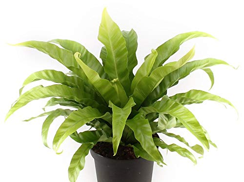 Japanese Bird's Nest Fern (Asplenium Nidus) - 3 Live Plants in 6 Inch Pots - Easy Care Indoor Houseplant - Perfect for Home, Office & Bathroom Decor