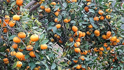 Tangerine Mandarin Orange Citrus Fruit Tree Seeds - Non-GMO, 20 Seeds for Planting - Grow Your Own Sweet & Juicy Oranges at Home | Perfect for Gardens, Patios & Indoor Pots
