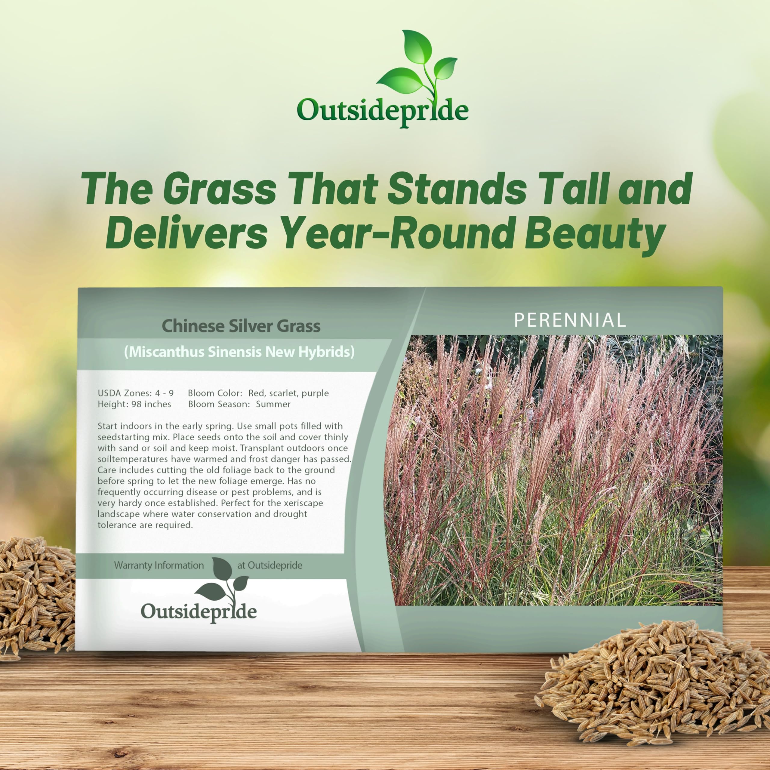 Outsidepride 250 Seeds - Perennial Miscanthus Sinensis (Chinese Silver Grass) Hybrid Ornamental Grass Seeds for Planting - Perfect for Landscaping, Garden Borders & Erosion Control