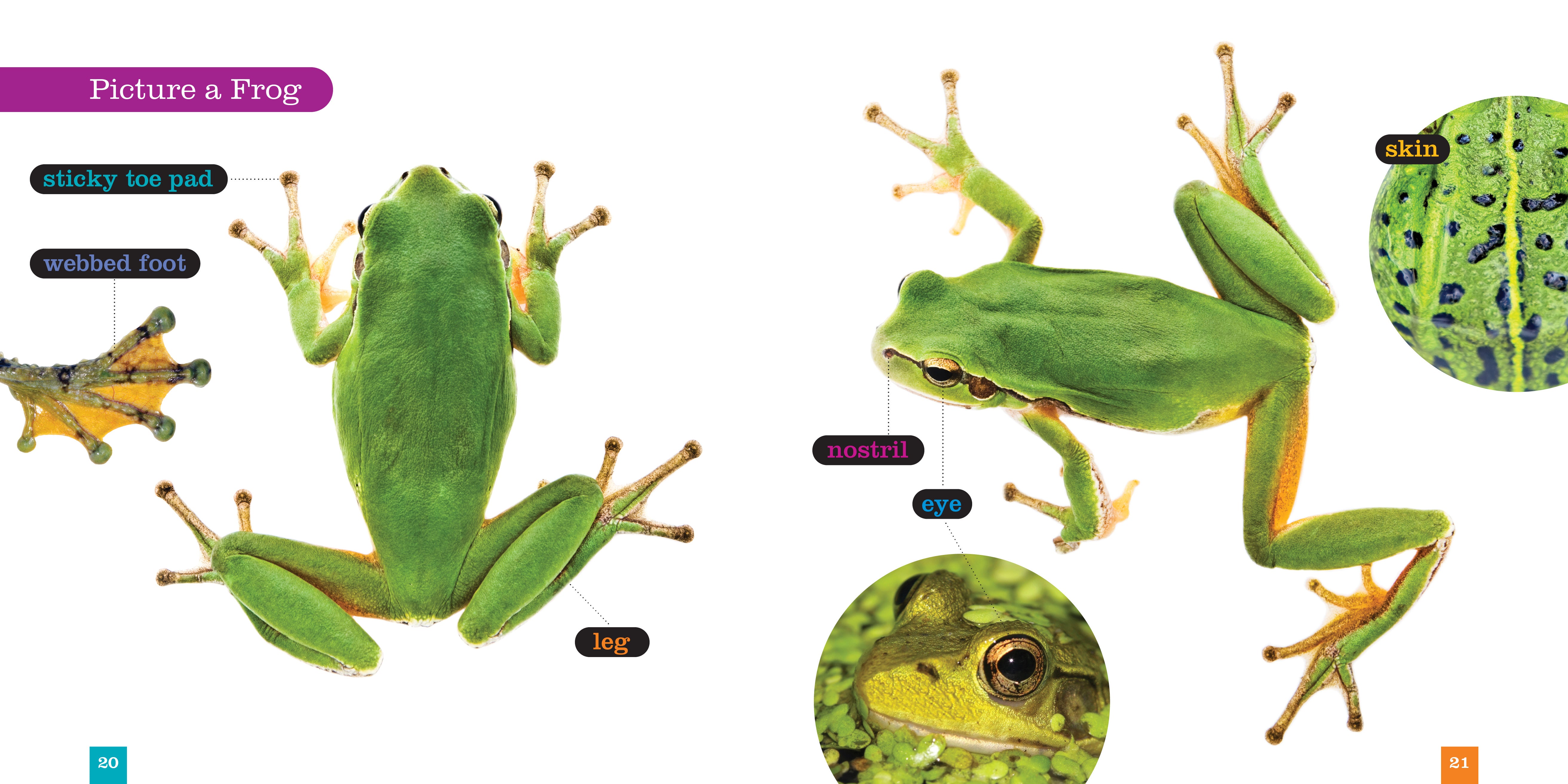 Frogs Book - ISBN 9781608184583 - Educational Guide for Kids & Nature Lovers - Perfect for Classroom Learning & Wildlife Enthusiasts
