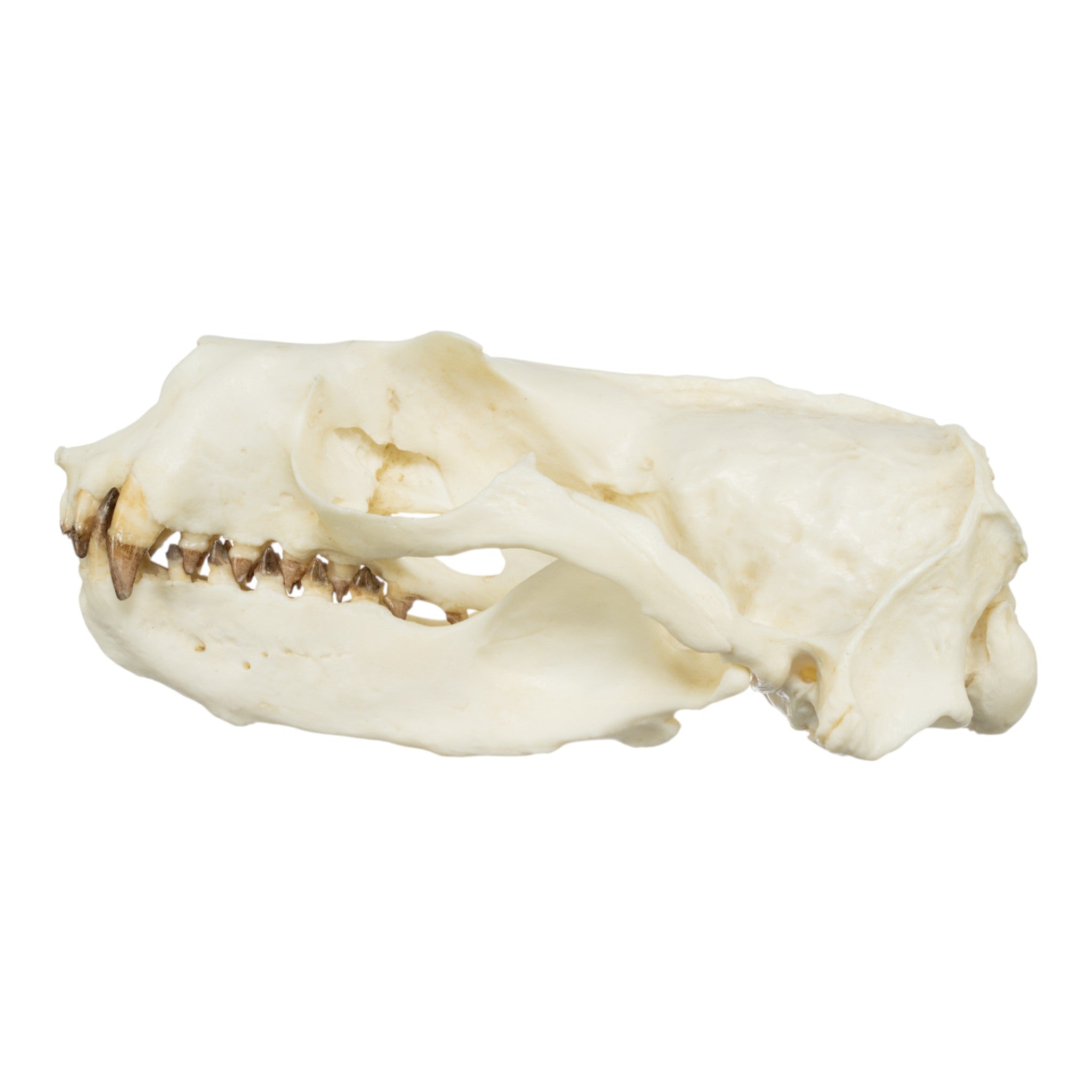 Authentic Replica Guadalupe Fur Seal Skull - Male Specimen for Educational Display, Biology Study & Home Decor Collection