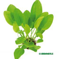 Dennerle Echinodorus Cordifolius MINI Live Aquarium Plant in Pot - Perfect for Small Fish Tanks & Nano Aquascaping