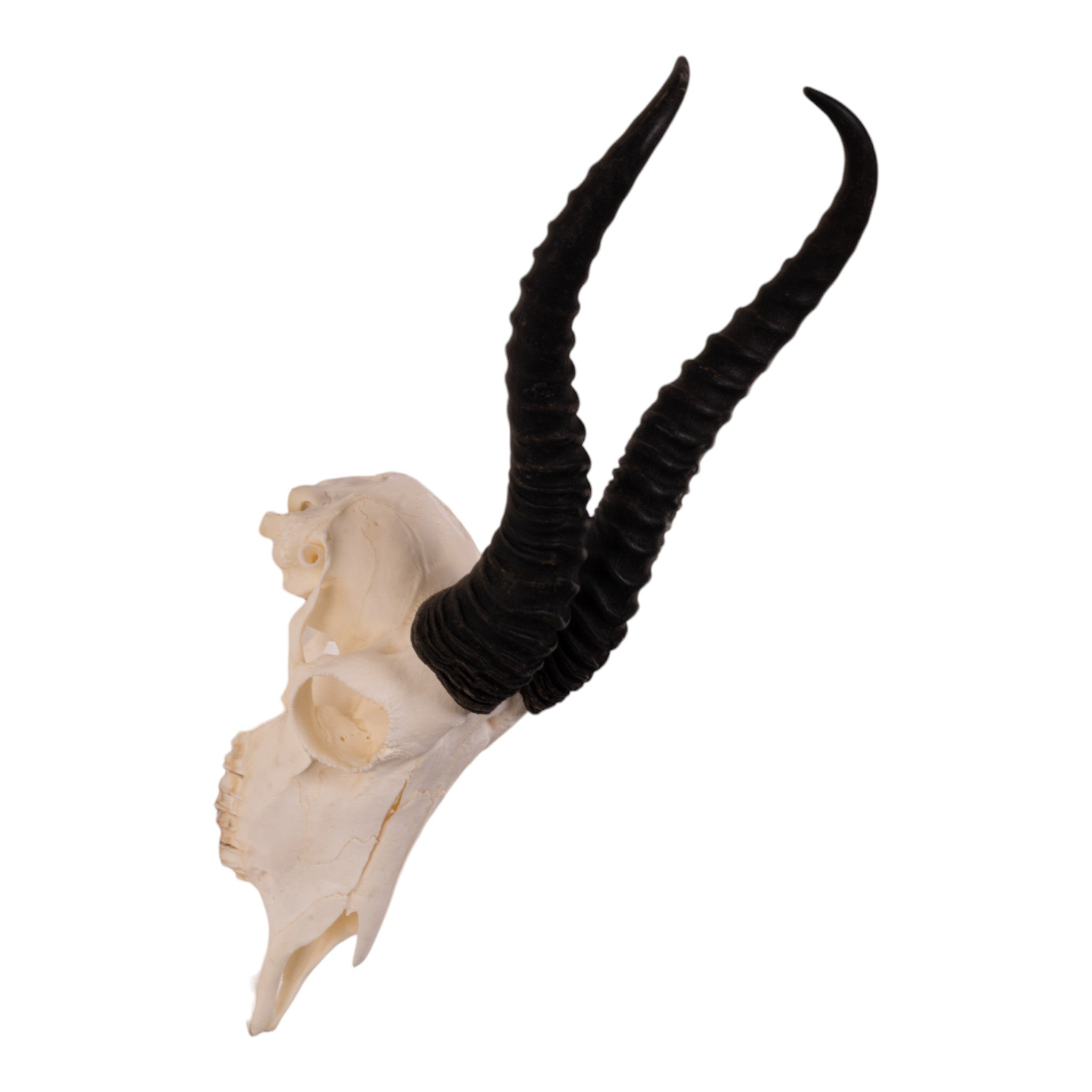Authentic Real Springbok Skull - Male Taxidermy Specimen for Home Decor, Hunting Trophy & African Safari Themed Interior Design
