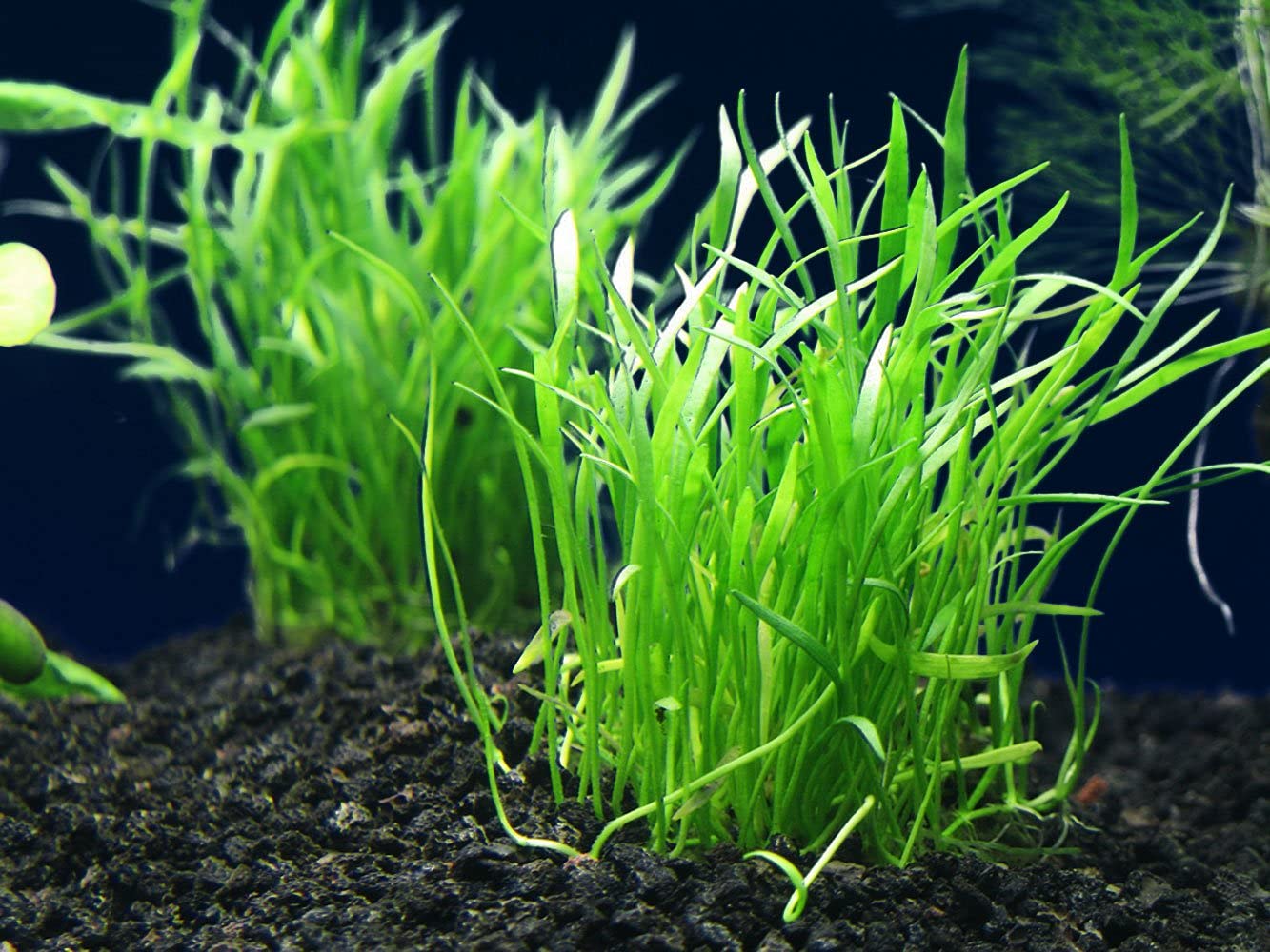 Premium Heirloom Garden Micro Sword (Lilaeopsis Novaezelandiae) Live Aquarium Plants - Freshwater Fish Tank Decor, Terrarium Kit & Indoor House Plants | Perfect for Aquascaping, Shrimp Tanks, and Water Garden Landscaping
