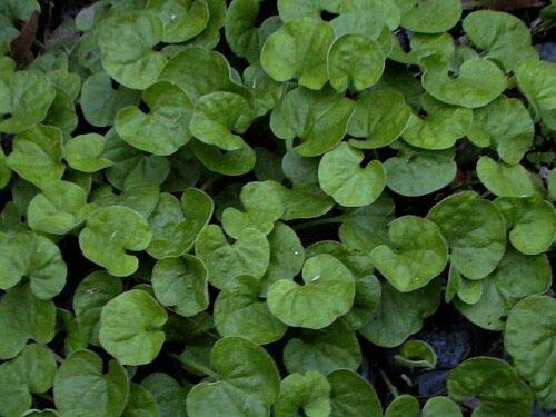 500 Seeds California No-Mow Lawn (Dichondra Repens) - Drought-Tolerant Ground Cover for Gardens, Landscaping & Eco-Friendly Yards | Perfect for Low-Maintenance Lawns, Pathways & Pet Areas