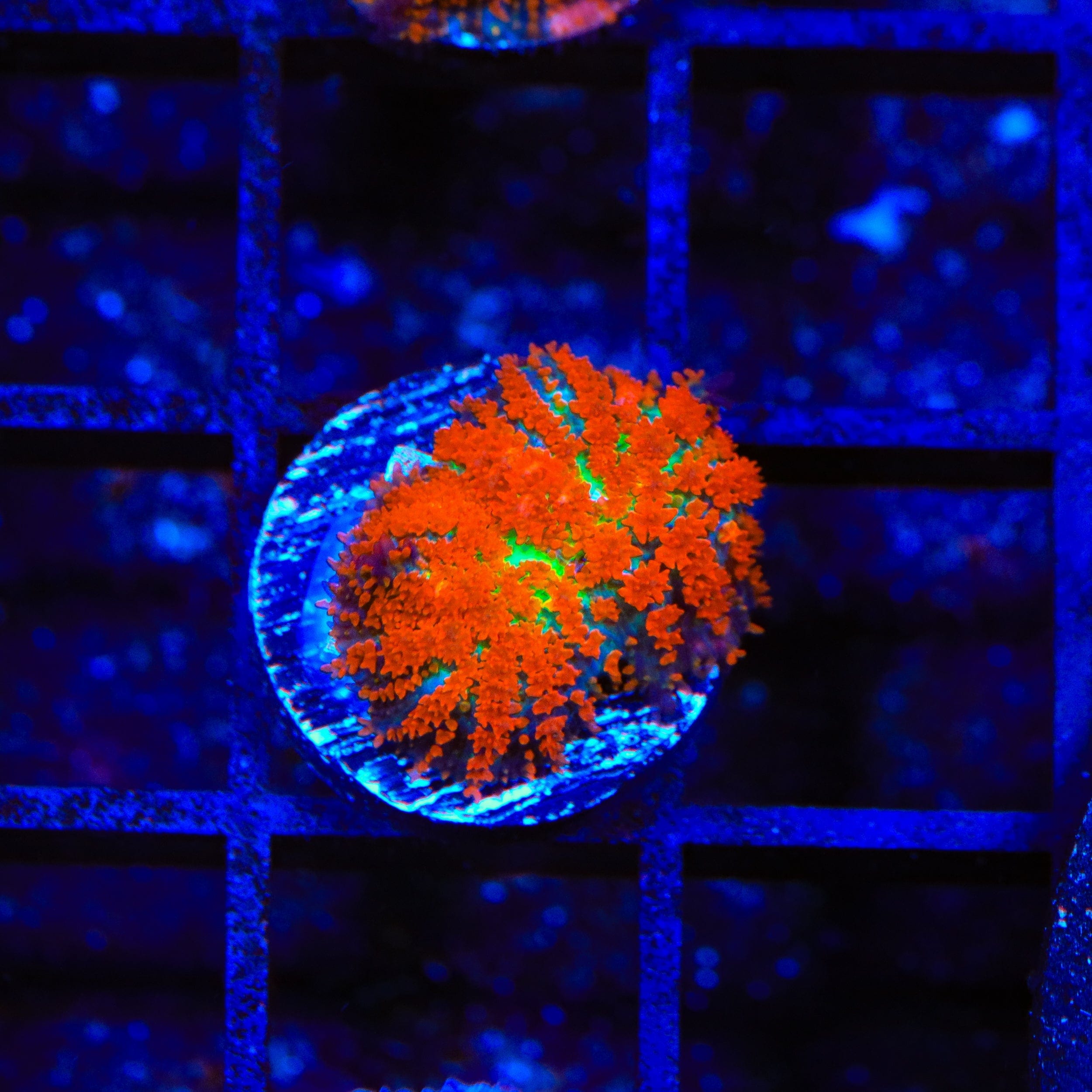 Premium Forest Fire Mushroom Coral for Saltwater Aquariums - Vibrant Orange & Red Colors, Perfect for Reef Tanks & Marine Displays