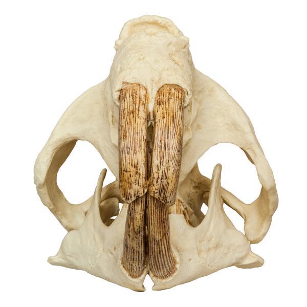 Authentic-Looking Giant Beaver Skull Replica - Lifelike Castoroides Fossil Model for Home Decor, Educational Display & Paleontology Enthusiasts