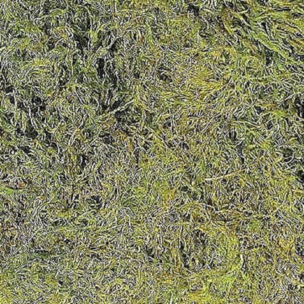 Premium Zoo Med Terrarium Moss - 5.62L Natural Sphagnum Moss for Reptiles, Amphibians & Vivariums | Ideal for Terrarium Bedding, Humidity Control & Habitat Decoration