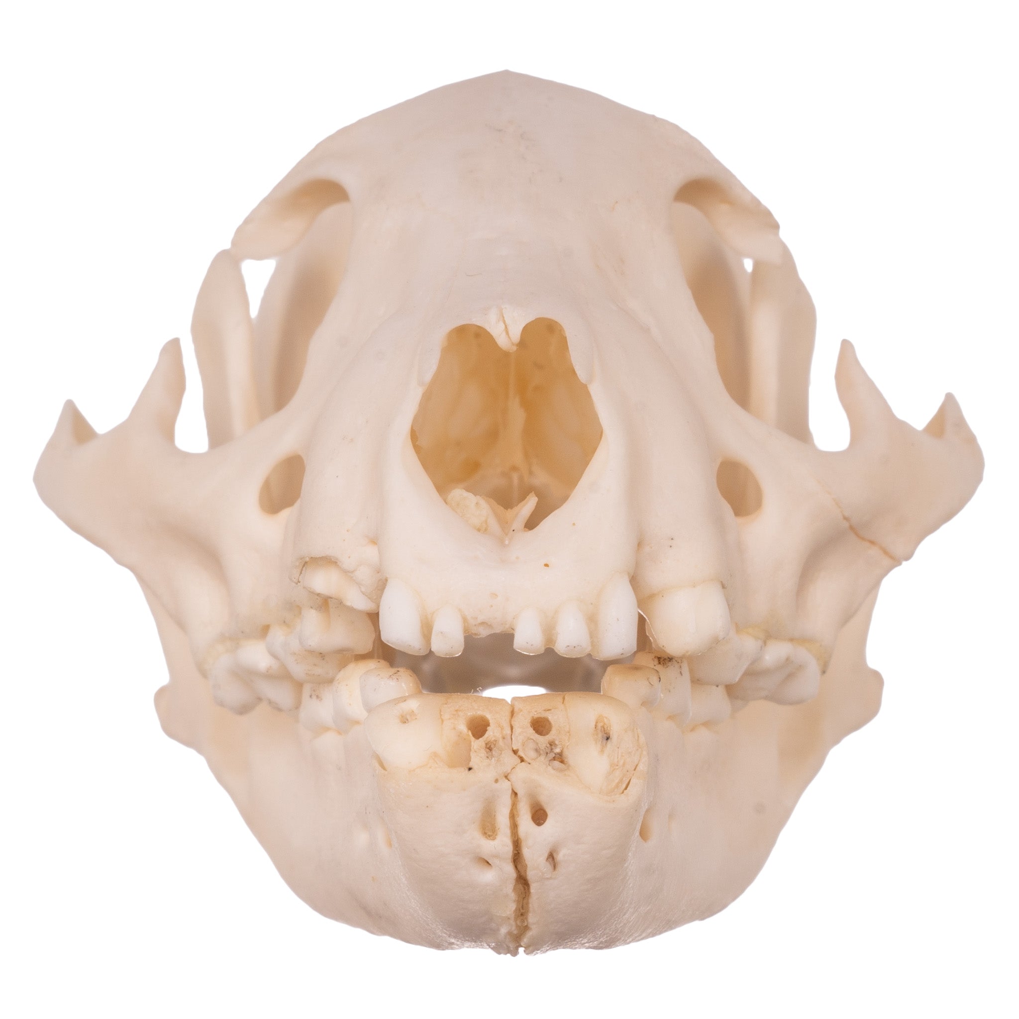 Authentic Mongoose Skull Set of 2 - Taxidermy Specimen for Oddity Collectors, Gothic Decor & Biology Study - Perfect for Halloween, Cabinets of Curiosities & Science Classrooms