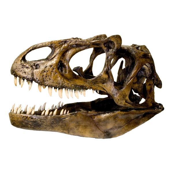 Replica Allosaurus Skull (1:4 Scale) - Dinosaur Fossil Replica for Home Decor, Museum Display & Paleontology Enthusiasts | Perfect for Jurassic Themed Parties & Educational Collections