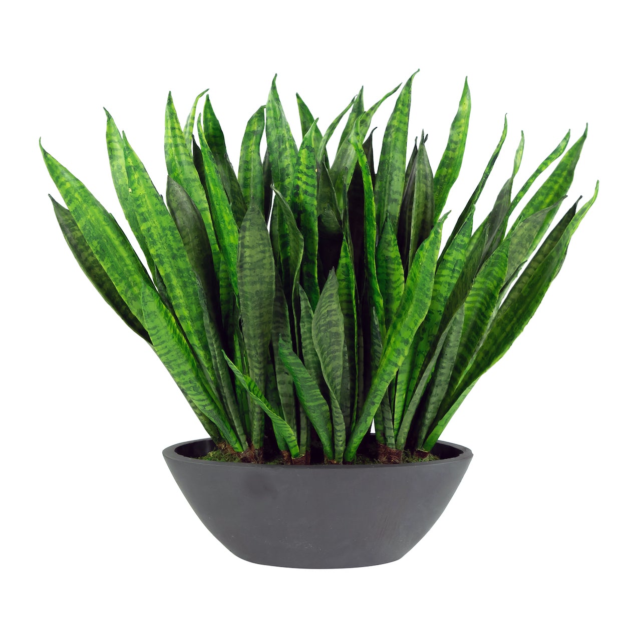 Sansevieria Snake Plant in White Ceramic Oval Planter - Low Maintenance Indoor Houseplant for Home, Office, and Bedroom Decor