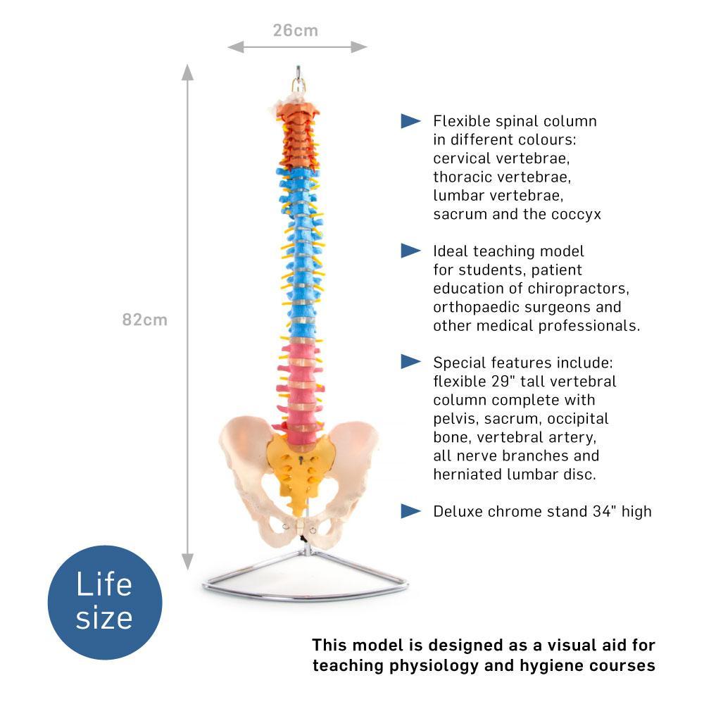 66Fit Anatomical Flexible Vertebral Column with Pelvis - Color-Coded Human Spine Model for Medical Study, Chiropractic Training & Physical Therapy Education | Perfect for Classroom, Clinic & Home Learning
