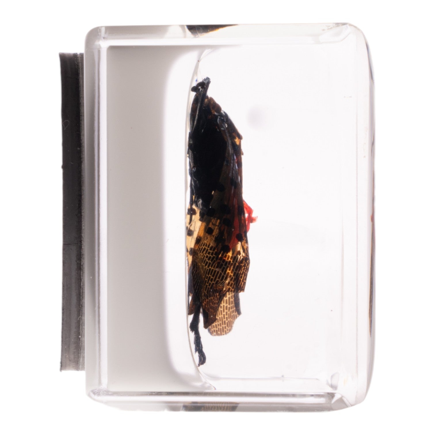 Real Spotted Lanternfly in Clear Acrylic Cube - Science Specimen Display Magnet for Fridge, Office & Classroom - Entomology Collectible & Unique Home Decor