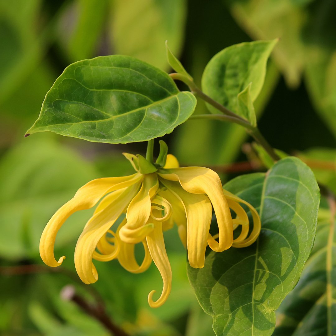Organic Ylang Ylang Complete Essential Oil (Cananga Odorata var. Genuina) - Pure Aromatherapy Oil for Relaxation, Massage & Skin Care