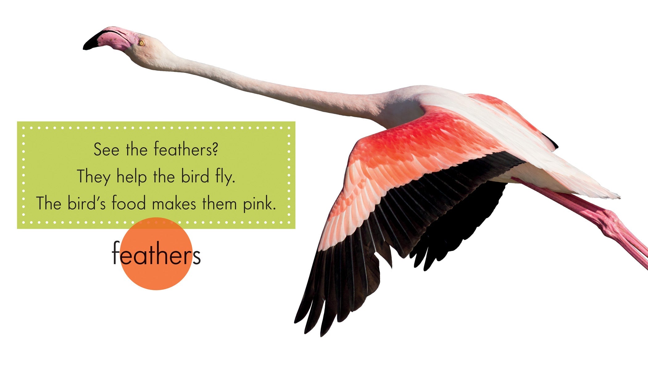 Flamingo Decor & Gifts - Tropical Themed Home & Garden Accessories for Pool, Beach, and Outdoor Party Decorations