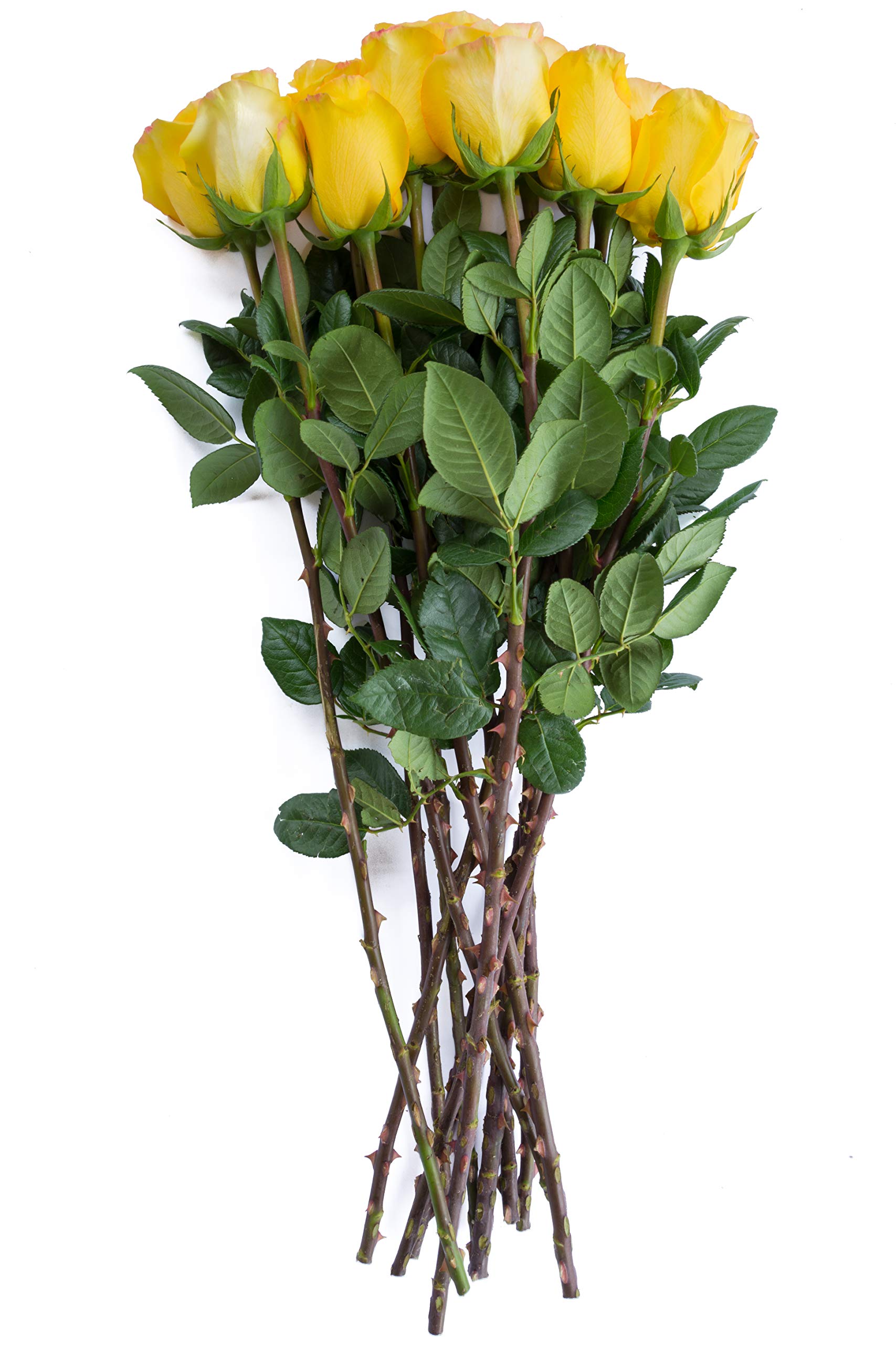 36 Stems Fresh Cut Yellow Rose Bouquet - Premium Long Lasting Flowers for Wedding, Anniversary & Valentine's Day - Perfect for Romantic Gifts, Home Decor & Special Occasions