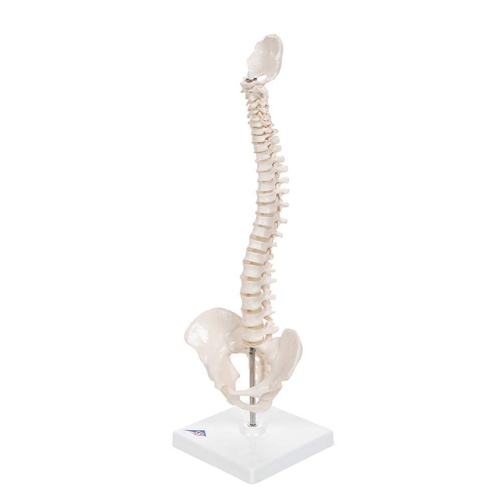 Flexible Mini Spinal Column Model on Base - Anatomical Spine Display for Medical Education & Chiropractic Training - Perfect for Classrooms, Offices & Therapy Clinics