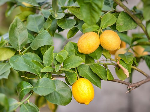Meyer Lemon Dwarf Fruit Tree - Sweet Juicy Lemons, Indoor/Outdoor Potted Plant - Perfect for Home Gardens, Patios & Gifts (Excludes TX, LA, AZ, AL, CA)