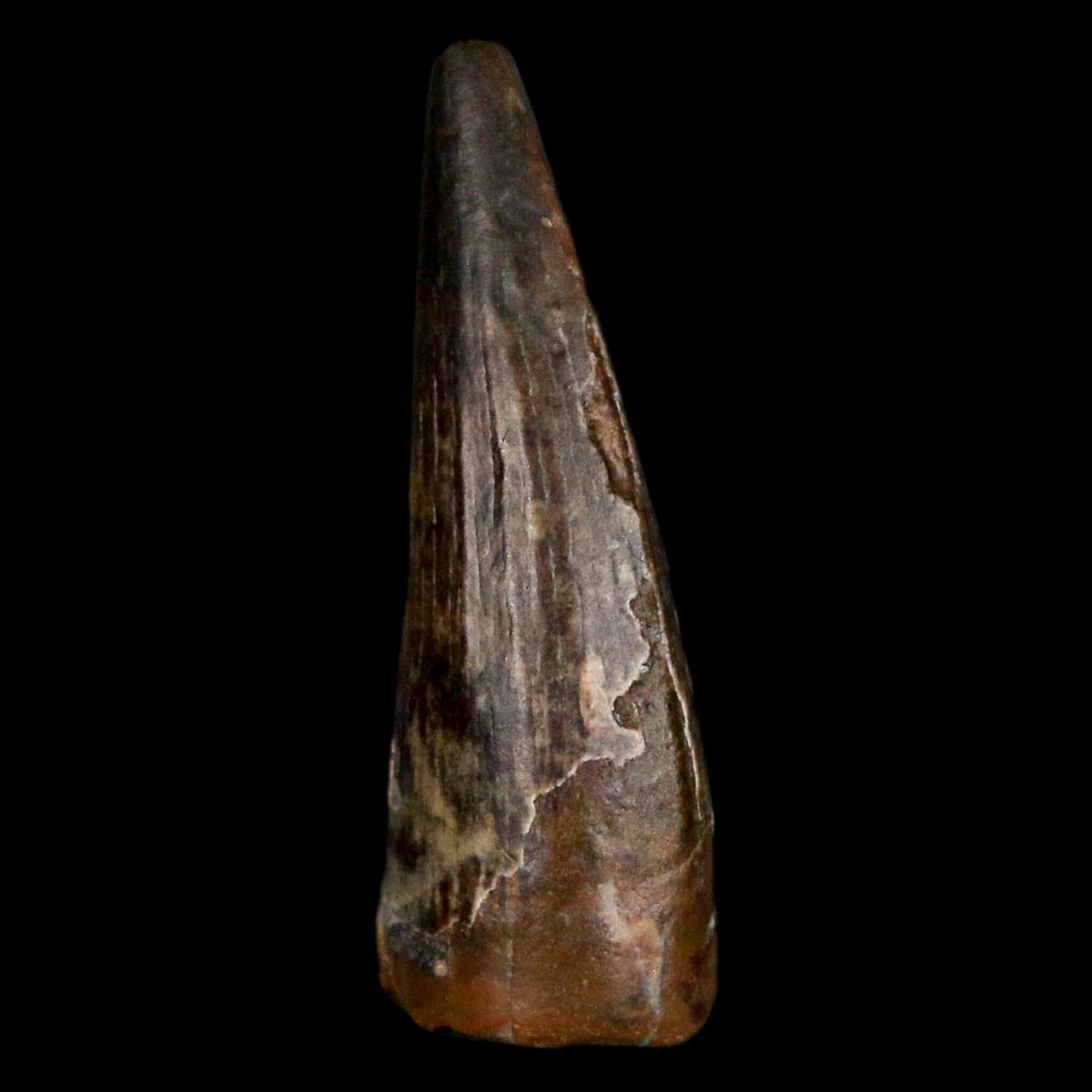 Authentic Suchomimus Dinosaur Tooth Fossil - Cretaceous Spinosaurid from Niger with COA | Perfect for Paleontology Enthusiasts & Fossil Collectors