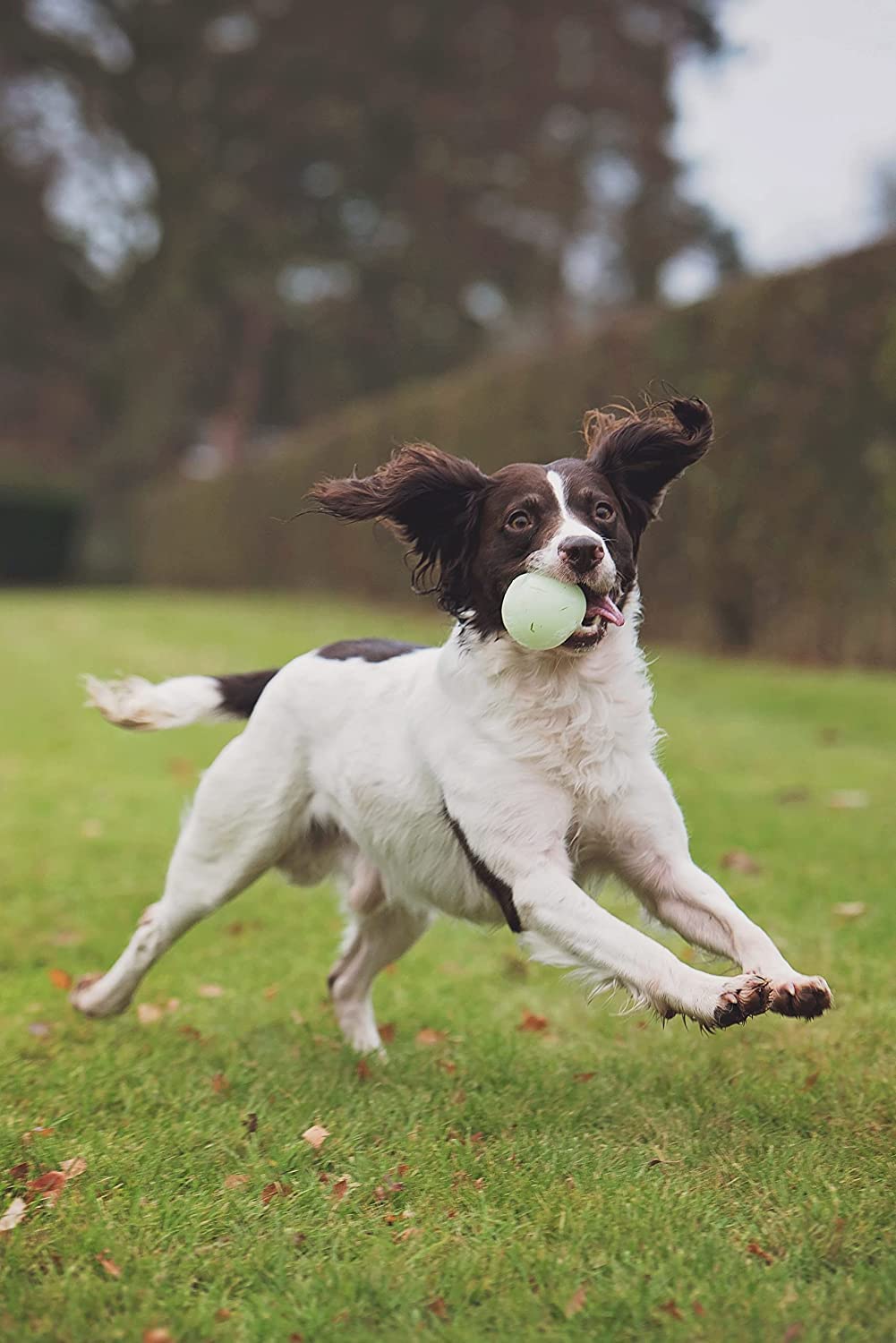 Chuckit! Max Glow Ball Dog Toy - High Visibility Fetch Toy for Night Play, Durable Rubber Chew Toy for Medium & Large Dogs - Perfect for Beach, Park & Backyard Outdoor Activities
