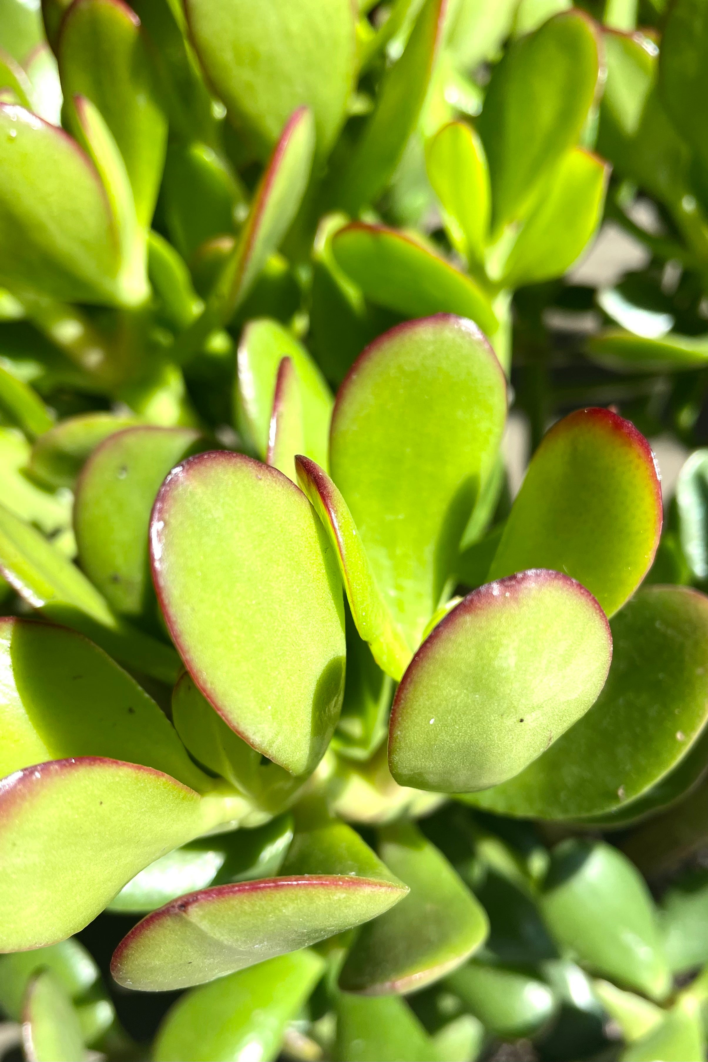 Crassula Ovata 'Hobbit' Jade Plant - 8 Inch Succulent for Home Decor, Office Desk, and Gift Giving